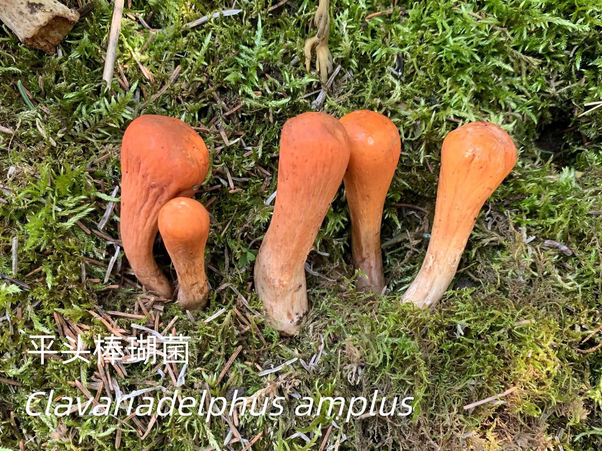 圖片關鍵詞